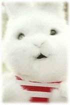 (网王同人)新观月初